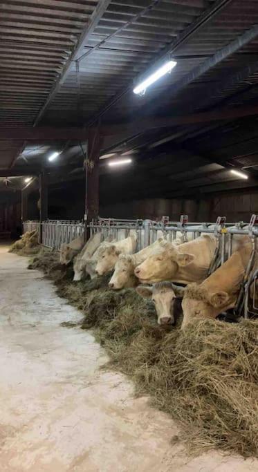 فيلا Maison Au Sein D'Une Ferme Rahling المظهر الخارجي الصورة